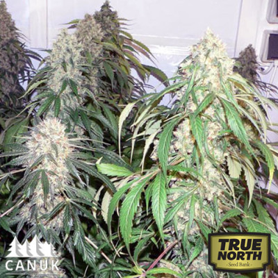 Northern Lights Regular Seeds (Canuk Seeds)