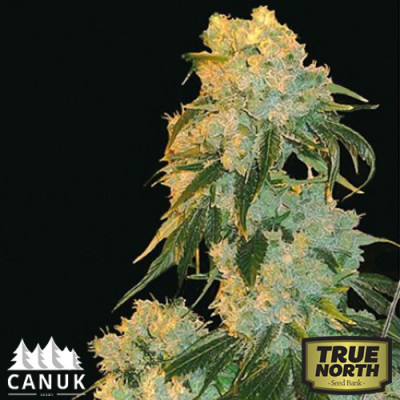 Northern Lights Feminized Seeds (Canuk Seeds)