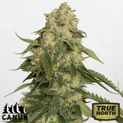 Obi-Wan Kush Feminized Seeds (Canuk Seeds) - ELITE STRAIN 