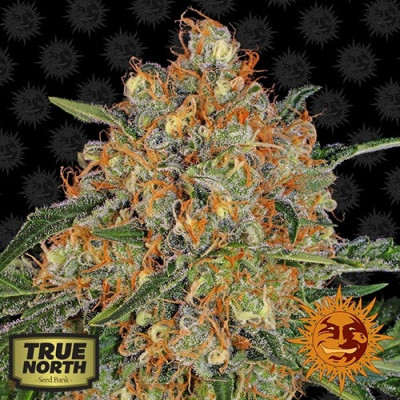 Orange Sherbert Feminized Seeds (Barney's Farm) - CLEARANCE