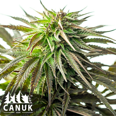 Original Skunk #1 Regular Seeds (Canuk Seeds)