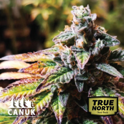 Original Glue Feminized Seeds (Canuk Seeds)