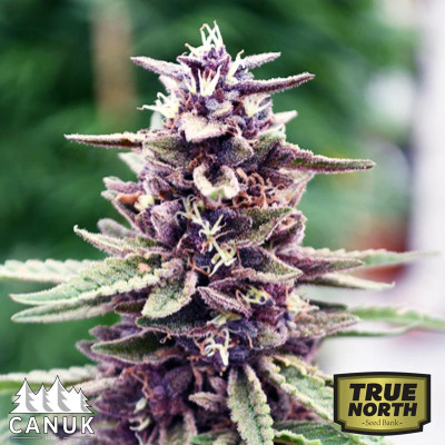 Purpura Uno CBD Regular Seeds (Canuk Seeds) *While Supplies Last*