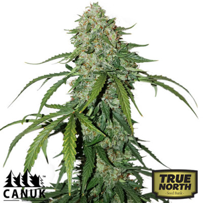 Pure CBD Auto Feminized Seeds (Canuk Seeds)