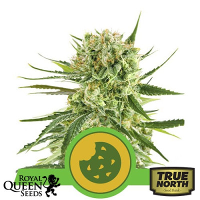 Royal Cookies Automatic Feminized Seeds (Royal Queen Seeds)