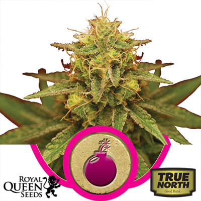Royal Domina Feminized Seeds (Royal Queen Seeds)