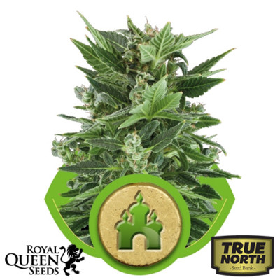 Royal Kush Automatic Feminized Seeds (Royal Queen Seeds)