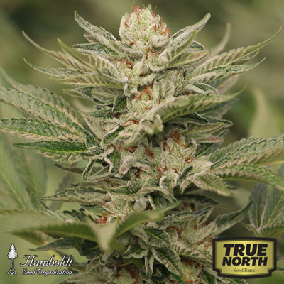 Sapphire Scout Feminized Seeds (Humboldt Seed Org)