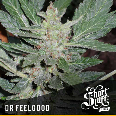 Dr.Feelgood AUTOFLOWERING FEMINIZED Seeds (Shortstuff Seeds) 