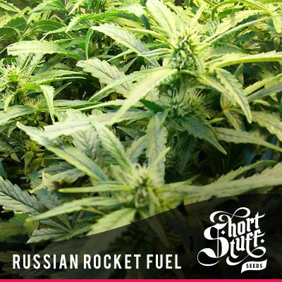 Russian Rocket Fuel AUTOFLOWERING FEMINIZED Seeds (Shortstuff Seeds)