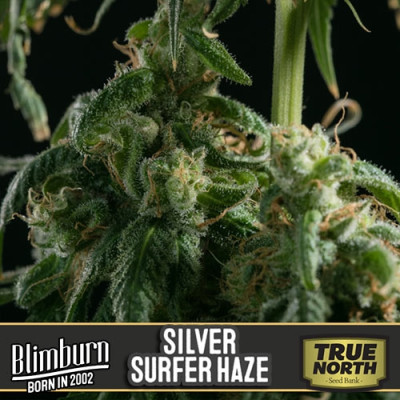 Silversurfer Haze Strain