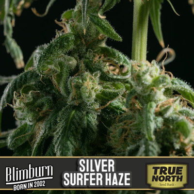 Silversurfer Haze Feminized Seeds (BlimBurn Seeds)