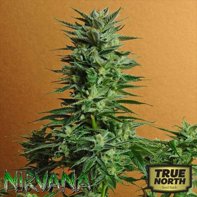 Snow White REGULAR Seeds (Nirvana Seeds)