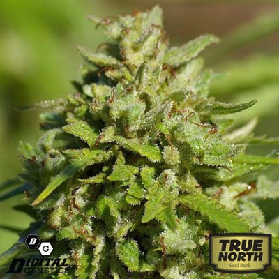 Snowberry Blue REGULAR Seeds (Digital Genetics)