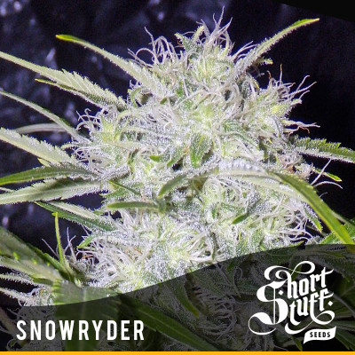 Snow Ryder AUTOFLOWERING FEMINIZED Seeds (Shortstuff Seeds)