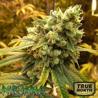 N.Y.P.D. aka Sativa’s Sour Diesel Strain