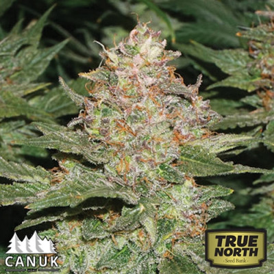 Strawberry Cough Strain