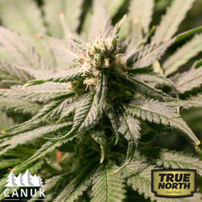 Strawberry Banana Cheese Feminized Seeds (Canuk Seeds)