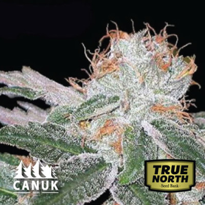 Strawberry Cheesecake Feminized Seeds (Canuk Seeds) - ELITE STRAIN