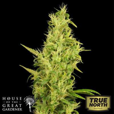 Sunshine FEMINIZED Seeds (House of The Great Gardener)