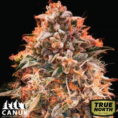 Super Glue Feminized Seeds (Canuk Seeds) - ELITE STRAIN