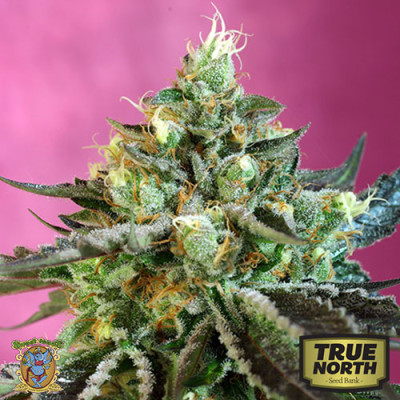 Sweet Nurse Auto CBD Feminized Seeds (Sweet Seeds) 