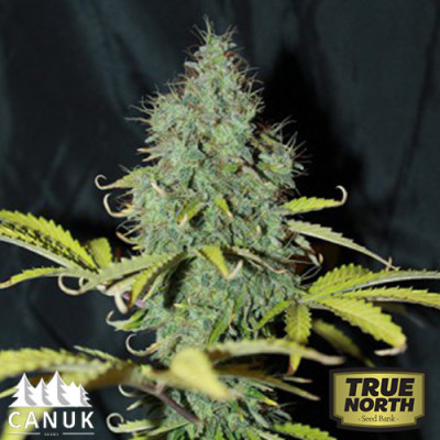 Sweet Tooth Auto Feminized Seeds (Canuk Seeds) * Discontinued *