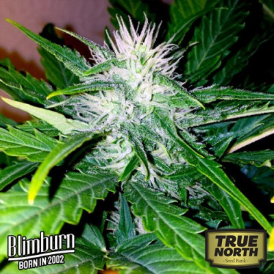 Sweety Automatic Feminized Seeds (BlimBurn Seeds) - CLEARANCE