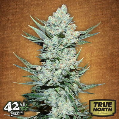 Tangie Auto Feminized Seeds (FastBuds)