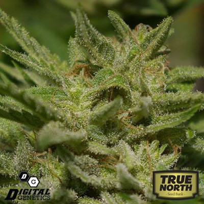 The White Star REGULAR Seeds (Digital Genetics)