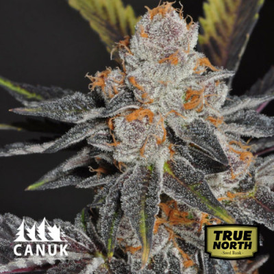 Thin Mint Cookies Feminized Seeds (Canuk Seeds) - ELITE STRAIN