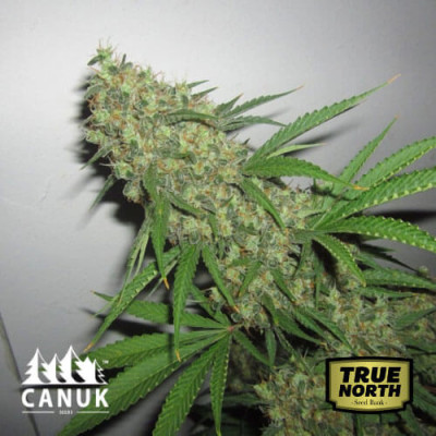 G13 Feminized Seeds (Canuk Seeds)