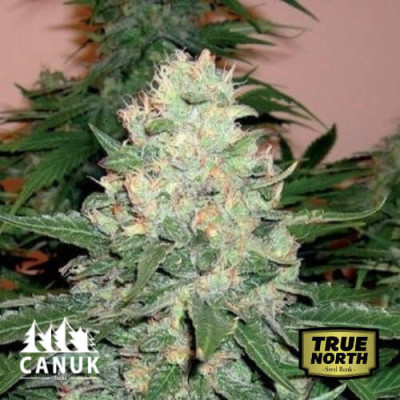 Rockstar Feminized Seeds (Canuk Seeds)