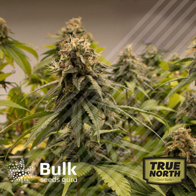 Black Domina Feminized Seeds (Bulk Seeds Guru) *Discontinued * 