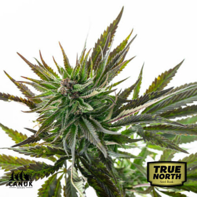 AK Feminized Seeds (Canuk Seeds)