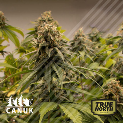 Black Domina Feminized Seeds (Canuk Seeds) - CLEARANCE