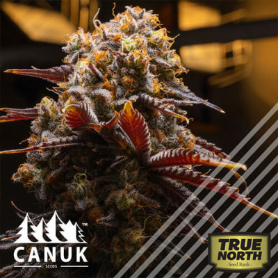 Canuk CBG Feminized Seeds (Canuk Seeds)