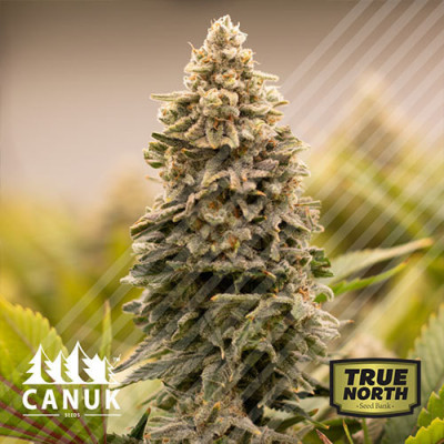 Green Crack Feminized Seeds (Canuk Seeds) - ELITE STRAIN