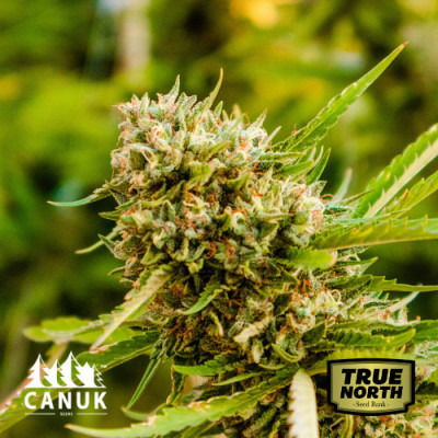 Mazar Feminized Seeds (Canuk Seeds) - ELITE STRAIN