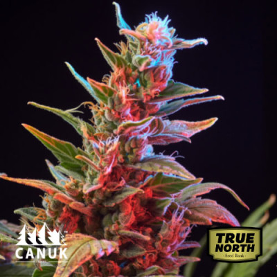 Purple Star Killer Feminized Seeds (Canuk Seeds) - ELITE STRAIN