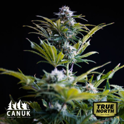 Purple Thai Feminized Seeds (Canuk Seeds) - ELITE STRAIN