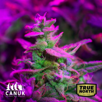 Rainbow AK Feminized Seeds (Canuk Seeds) - ELITE STRAIN 