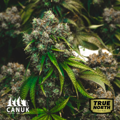 Sour OG Feminized Seeds (Canuk Seeds)