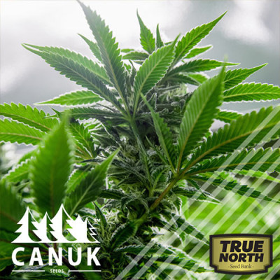 Super Lemon Bruce Regular Seeds (Canuk Seeds)