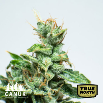 Gelato Glue Feminized Seeds (Canuk Seeds)