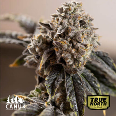 OG Kush Auto Feminized Seeds (Canuk Seeds)