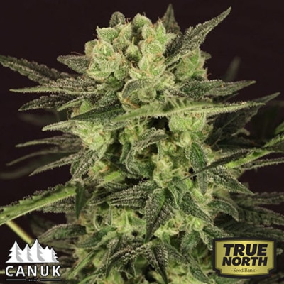 Ultra Killer Fast Strain