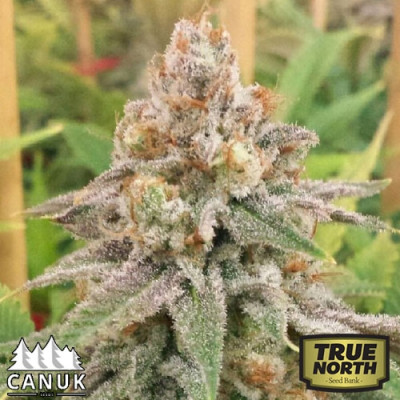 Wedding Cake Regular Seeds (Canuk Seeds) - ELITE STRAIN - CLEARANCE