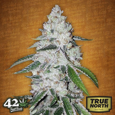 West Coast O.G. Auto Feminized Seeds (FastBuds) - CLEARANCE