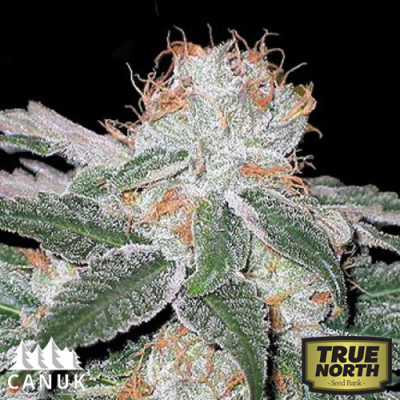 White Widow Strain - Best Marijuana Seeds - The Seed Pharm